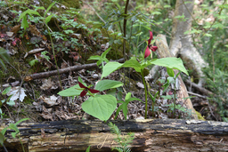 Spencer Gorge